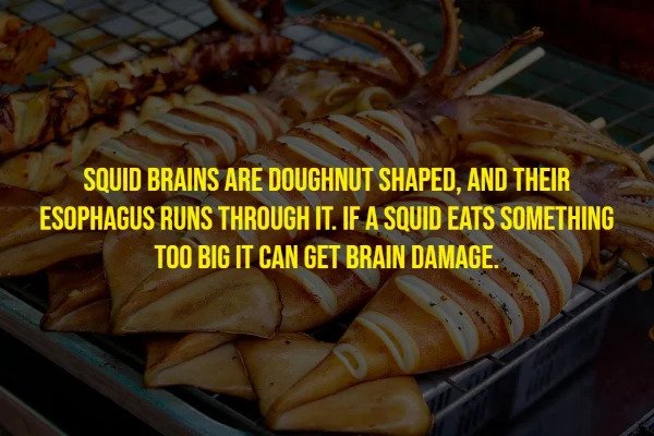 Random Facts - tokyo street food - Squid Brains Are Doughnut Shaped, And Their Esophagus Runs Through It. If A Squid Eats Something Too Big It Can Get Brain Damage.