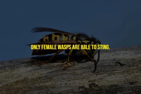 Random Facts - Only Female Wasps Are Able To Sting.