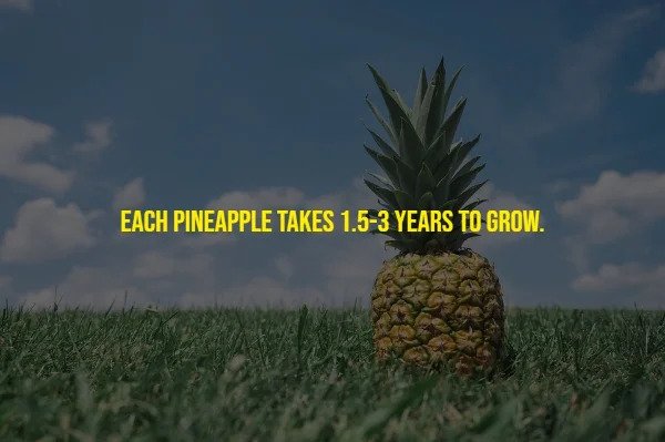Random Facts - Each Pineapple Takes 1.53 Years To Grow.