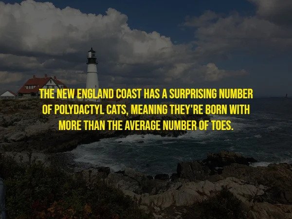 Random Facts - The New England Coast Has A Surprising Number Of Polydactyl Cats, Meaning They'Re Born With More Than The Average Number Of Toes.