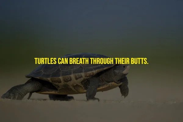 Random Facts - Turtles Can Breath Through Their Butts.