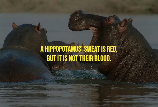 Random Facts - hippos in africa - A Hippopotamus' Sweat Is Red, But It Is Not Their Blood.