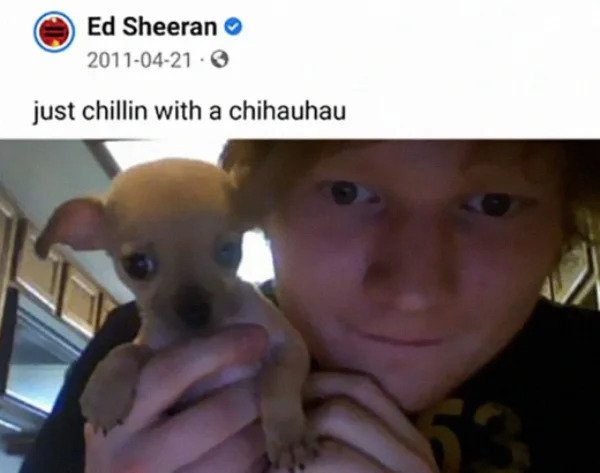 wtf social media posts by companies and celebs - ed sheeran dog - Ed Sheeran just chillin with a chihauhau
