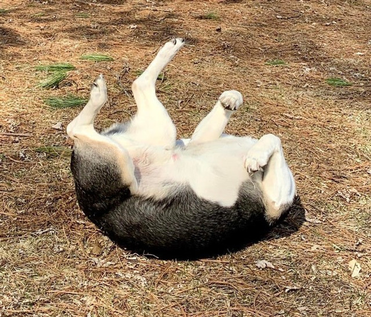 “Weird headless creature, or a dog enjoying the start of spring?”
