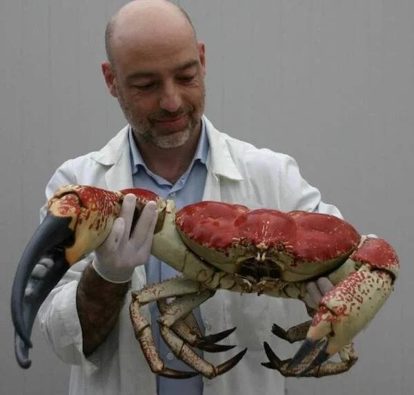 huge versions of things - tasmanian crab