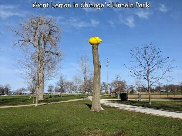 huge versions of things - tree - Giant Lemon in Chicago's Lincoln Park