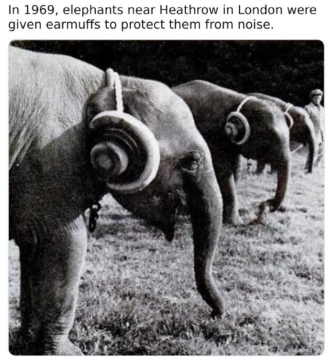 WTF History - In 1969, elephants near Heathrow in London were given earmuffs to protect them from noise.