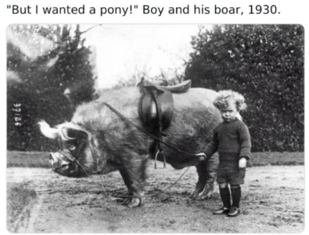 WTF History - pig riding -