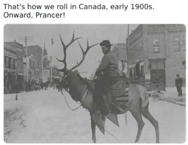 WTF History - cowboy riding elk - That's how we roll in Canada, early 1900s. Onward, Prancer!