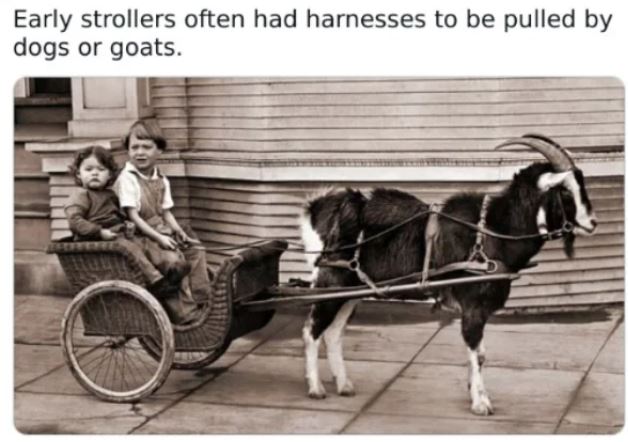 WTF History - Early strollers often had harnesses to be pulled by dogs or goats. Le