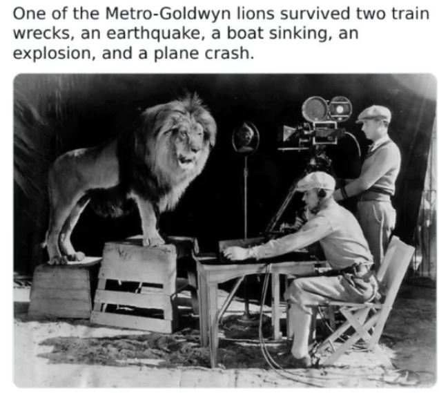 WTF History - metro goldwyn mayer lion - One of the MetroGoldwyn lions survived two train wrecks, an earthquake, a boat sinking, an explosion, and a plane crash.