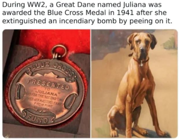WTF History - juliana great dane ww2 - During WW2, a Great Dane named Juliana was awarded the Blue Cross Medal in 1941 after she extinguished an incendiary bomb by peeing on it. 13BLUE Cross Presented Juliana For The Second Tim Vedrer Kasters Rom Fire Sfu