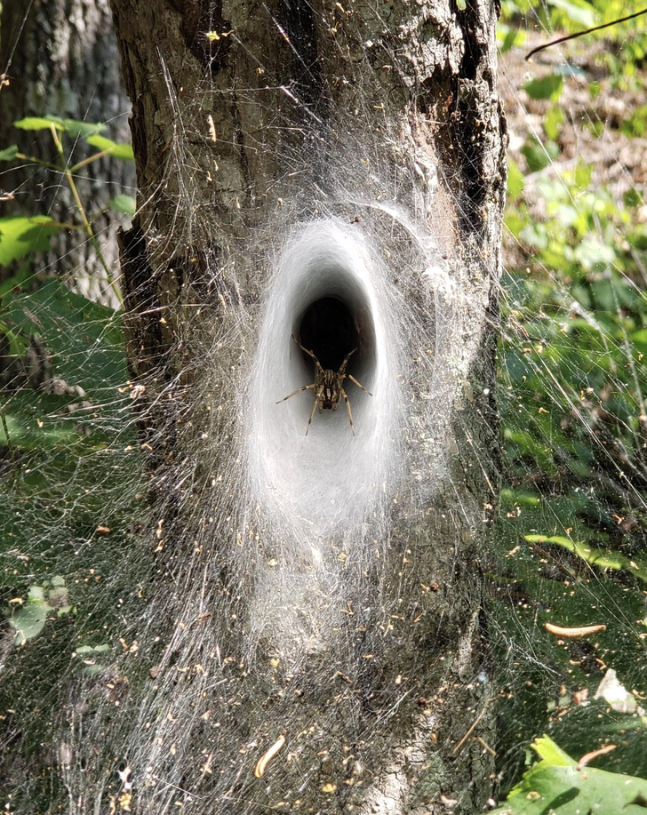 amazing things - discoveries - wolf spiders nest