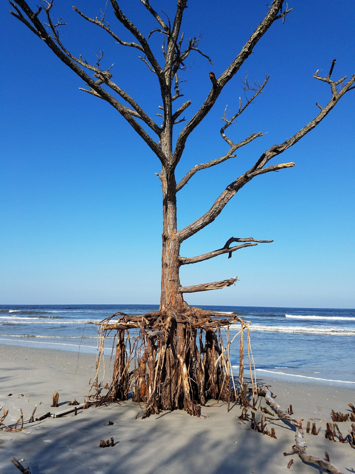 “Hurricane Irma eroded away the dune this pine tree was growing on.”