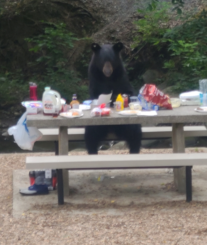 “We were interrupted by a bear who sat just like a human at the picnic table while he finished off our food.”