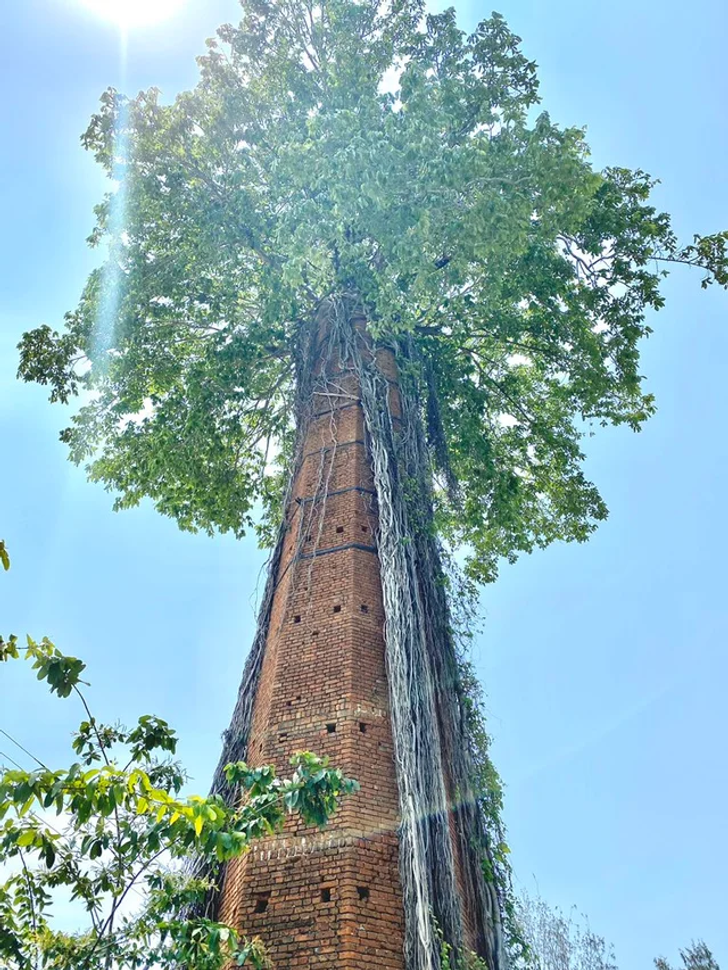 amazing things - discoveries - banyan tree in chimney