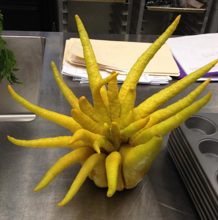 “My boss at work brought in this lemon today.”