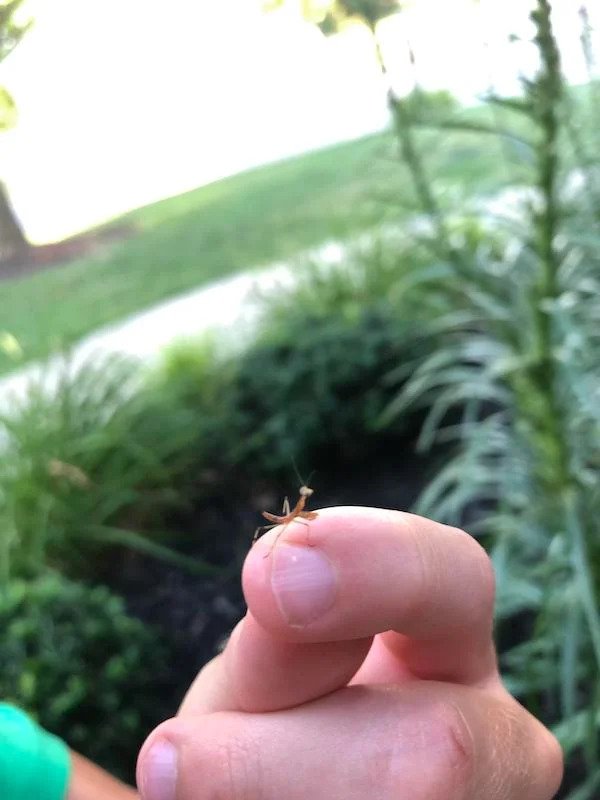 Tiny praying mantis on a 10 year old’s finger.