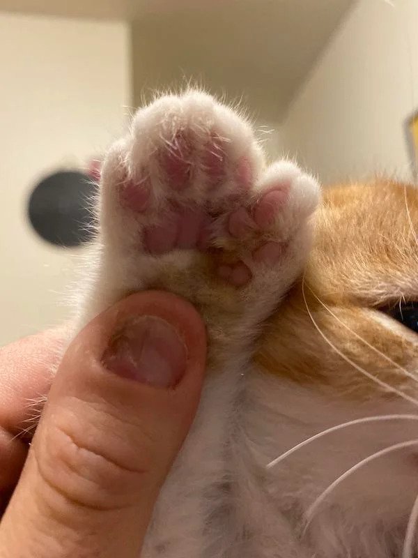My cat has 26 toes (18 is normal, 28 is WR)