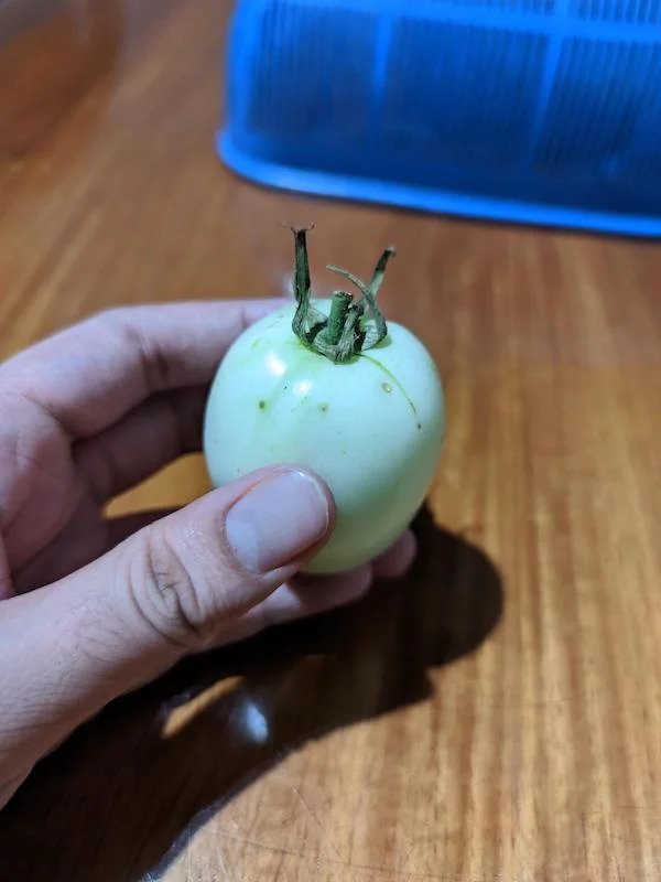 A white tomato