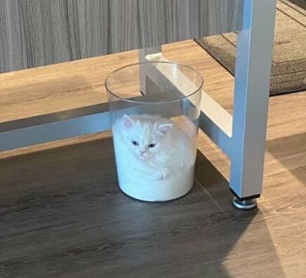 real life heroes - wholesome - yogurt cat meme