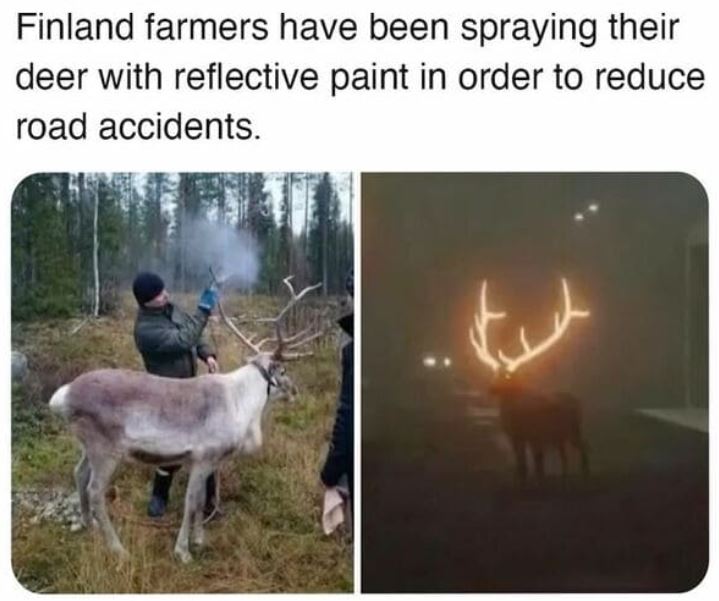 cool things - finland farmers spray deer with reflective paint - Finland farmers have been spraying their deer with reflective paint in order to reduce road accidents.