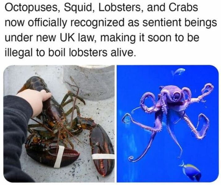 cool things - fauna - Octopuses, Squid, Lobsters, and Crabs now officially recognized as sentient beings under new Uk law, making it soon to be illegal to boil lobsters alive.