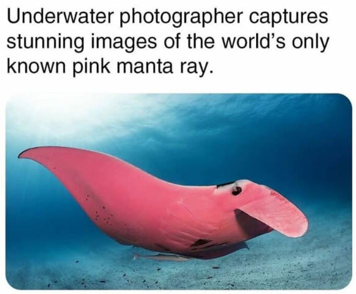 cool things - fauna - Underwater photographer captures stunning images of the world's only known pink manta ray.