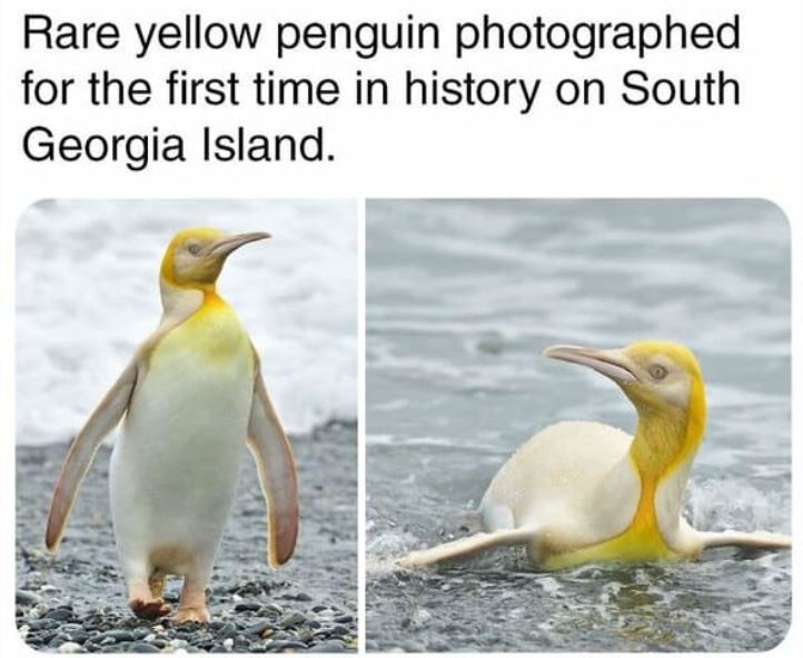 cool things - new yellow penguin - Rare yellow penguin photographed for the first time in history on South Georgia Island.