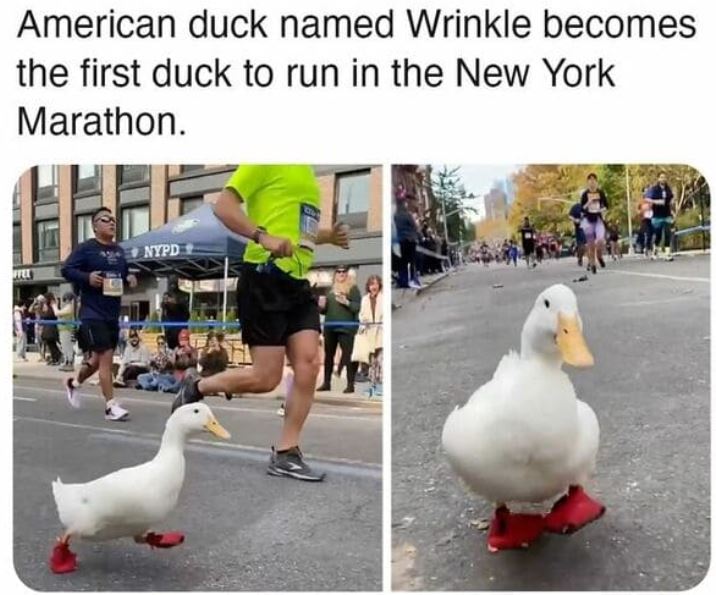 cool things - duck in nyc marathon - American duck named Wrinkle becomes the first duck to run in the New York Marathon. Nypd Ton