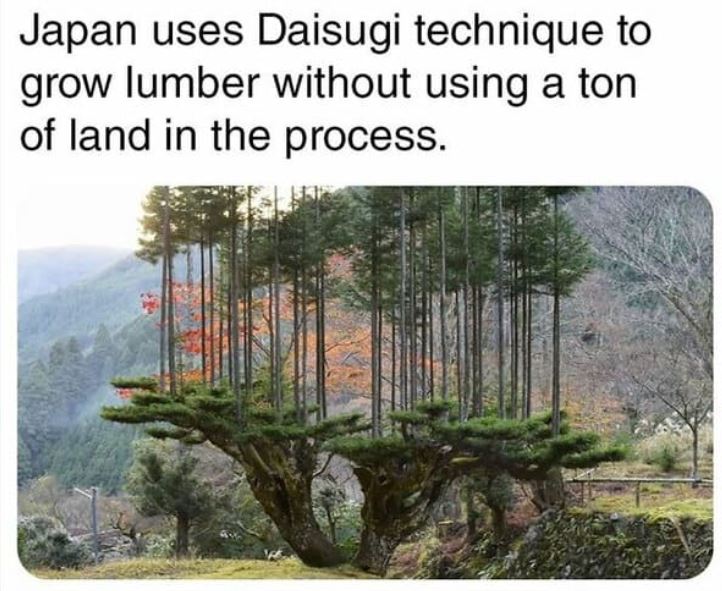 cool things - Japan uses Daisugi technique to grow lumber without using a ton of land in the process.