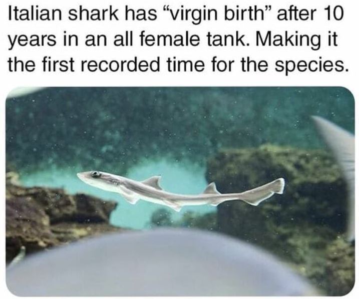 cool things - newborn shark - Italian shark has "virgin birth" after 10 years in an all female tank. Making it the first recorded time for the species.