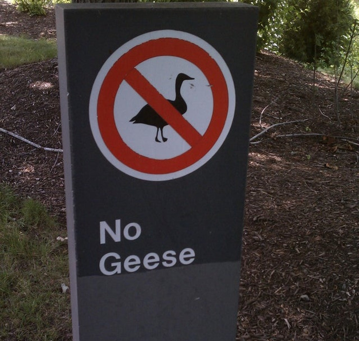 Is this meant for the geese?