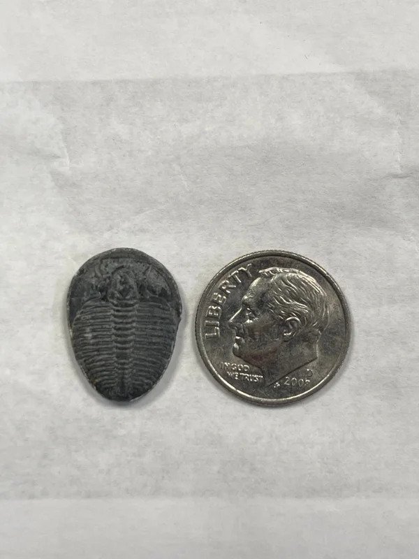 “Found a complete trilobite sitting on the floor of my entryway.”