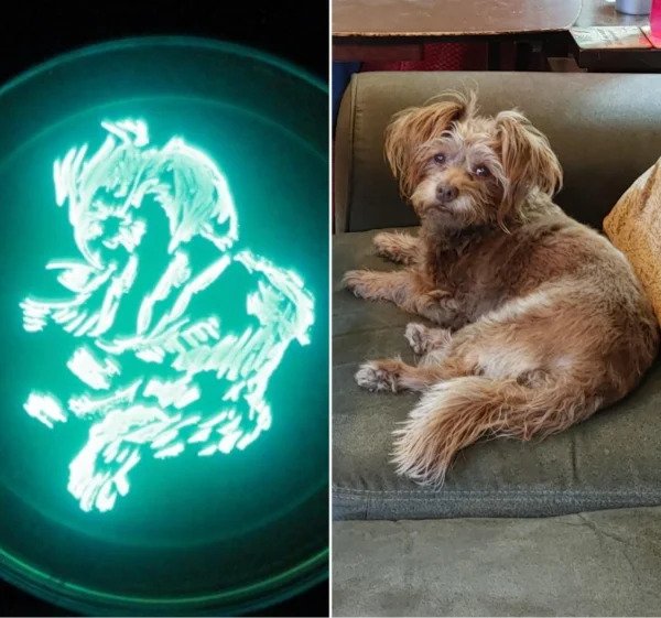 “I painted my dog using bioluminescent bacteria.”