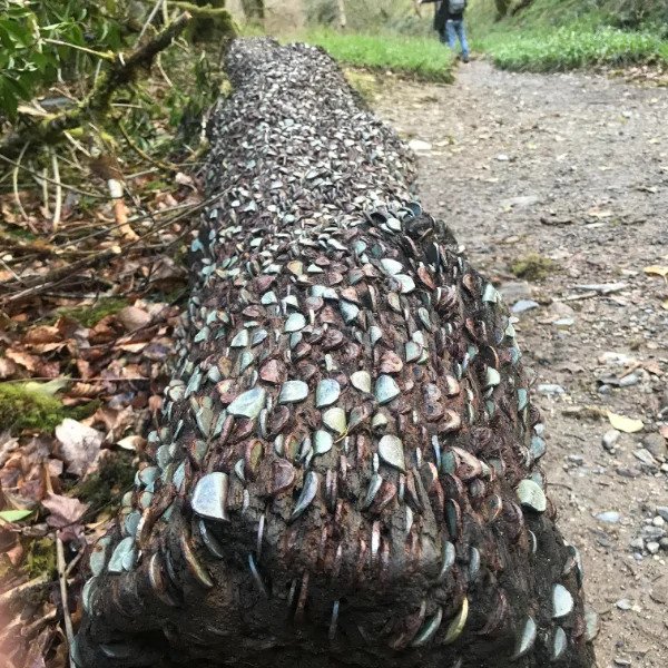 “A log with coins people have inserted.”