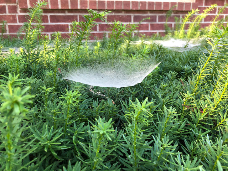 “This floating spider web net on a bush”