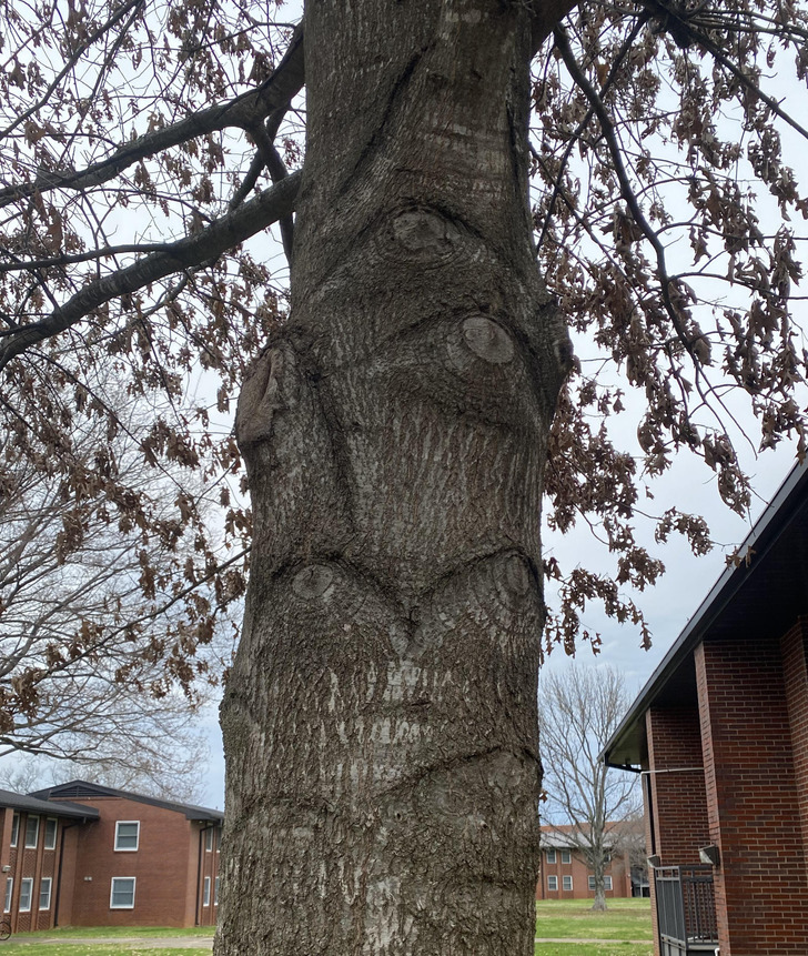 “This tree on my college campus looks like it has multiple eyes.”