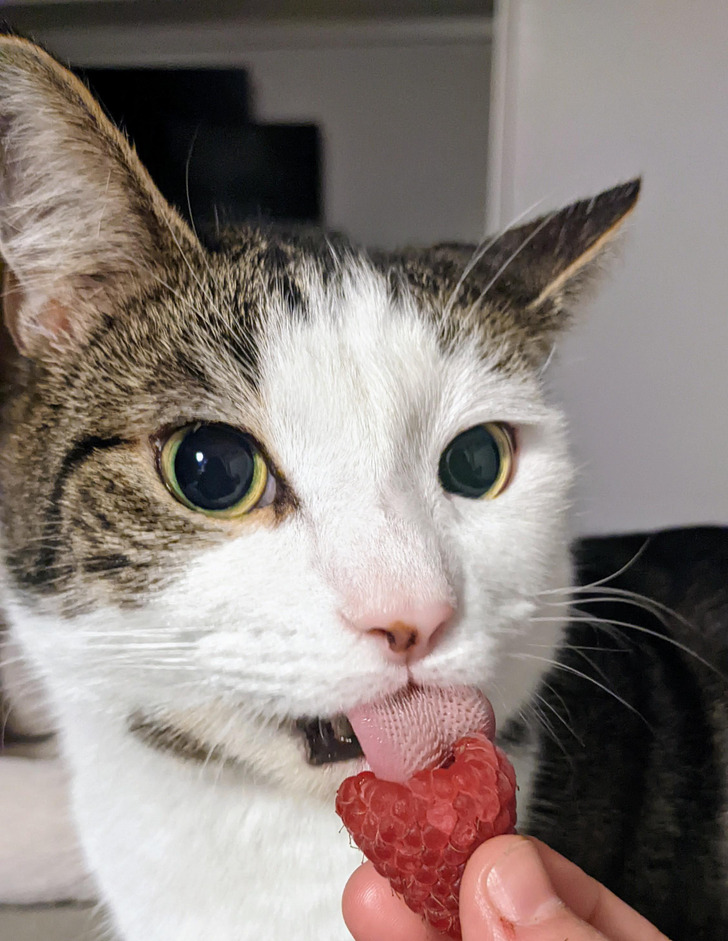 A cat’s tongue spikes and raspberries in one