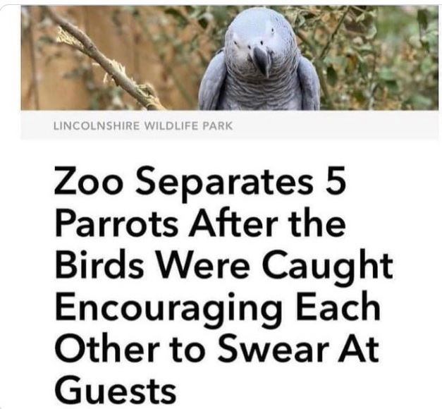 WTF Headlines - 5 parrots separated at british zoo - Lincolnshire Wildlife Park Zoo Separates 5 Parrots After the Birds Were Caught Encouraging Each Other to Swear At Guests