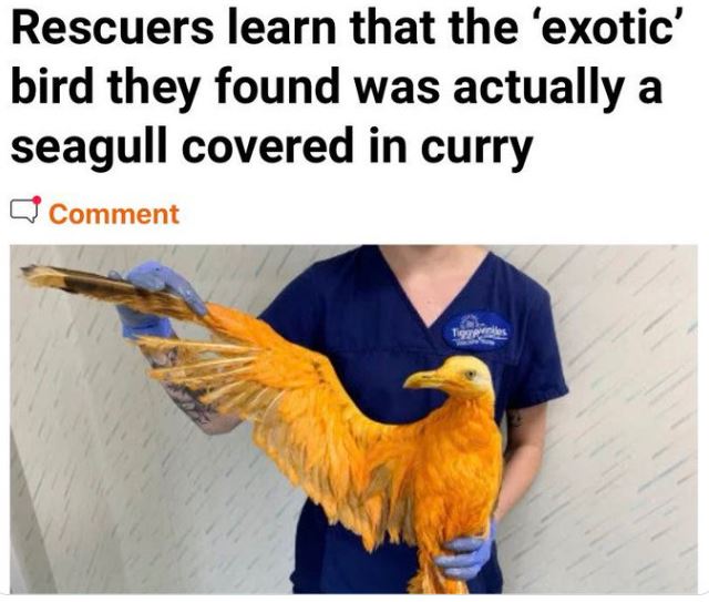 WTF Headlines - seagull in curry - Rescuers learn that the 'exotic' bird they found was actually a seagull covered in curry
