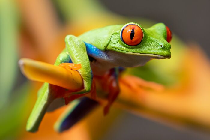 company secrets - insiders reveal - photograph of frog
