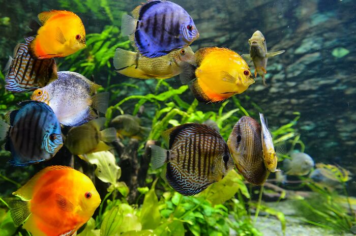 company secrets - insiders reveal - tropical fish in tank