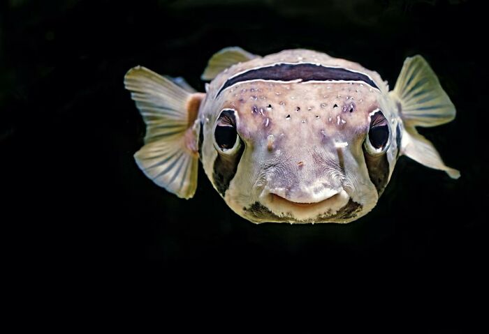 cool facts - Pufferfish contain a toxin in their spikes that kills predators. It has a slightly different effect on dolphins though, in that it gets them high. So teenage dolphins will pass around pufferfish and impale themselves off of them to get stoned