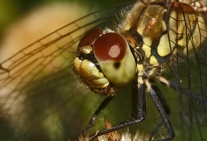 cool facts - Dragonflies are the predator with the highest success rate (over 90%), and are one of the few animals that are capable of plotting intercept courses rather than chasing their prey. They're basically mosquito murder drones.