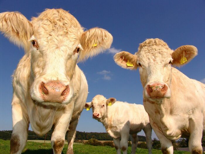 cool facts - That cows have regional moo's.
