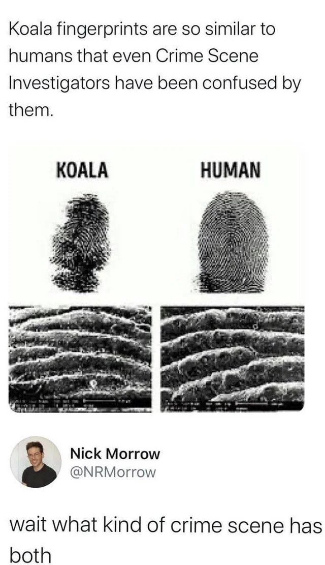 oddly specific posts --  koala fingerprints like humans - Koala fingerprints are so similar to humans that even Crime Scene Investigators have been confused by them. Koala Human Nick Morrow wait what kind of crime scene has both