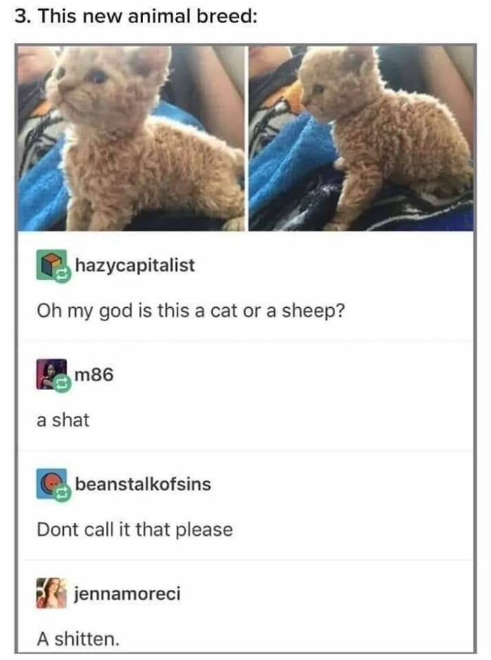 funny comments - cat or a sheep - 3. This new animal breed hazycapitalist Oh my god is this a cat or a sheep? m86 a shat beanstalkofsins Dont call it that please jennamoreci A shitten.