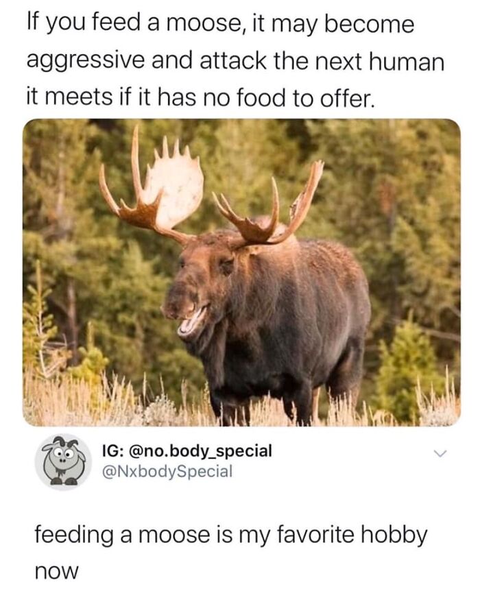 funny comments - if you feed a moose - If you feed a moose, it may become aggressive and attack the next human it meets if it has no food to offer. Ig .body_special feeding a moose is my favorite hobby now