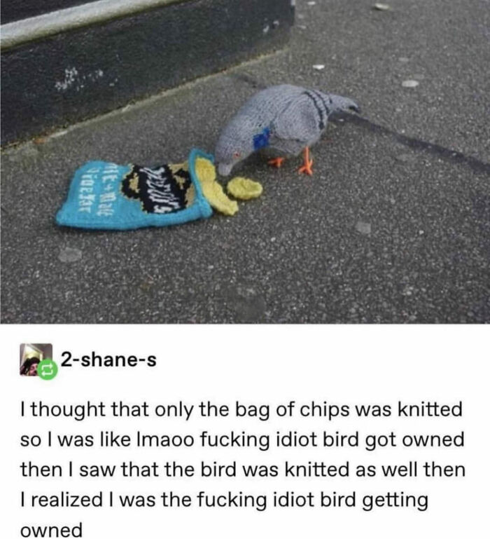funny comments - knit pigeon bag of chips - 24 2shanes I thought that only the bag of chips was knitted so I was Imaoo fucking idiot bird got owned then I saw that the bird was knitted as well then I realized I was the fucking idiot bird getting owned
